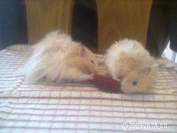 images (22)